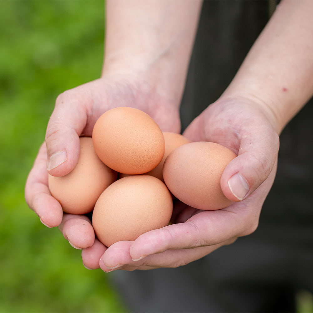 【贈答用】恩卵10個