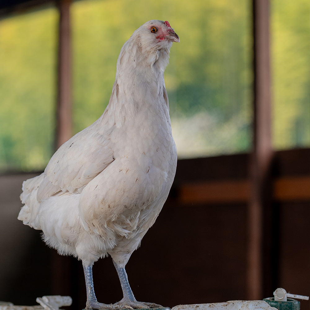 【贈答用】恩卵10個